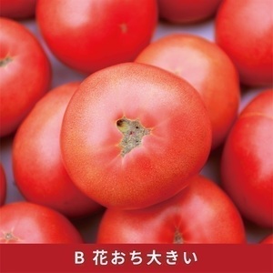 訳あり 大玉トマト 3.6キロ ( 訳あり FN-SupportProject 増量 年末企画 )
