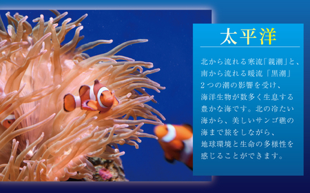  新江ノ島水族館 ぬいぐるみクジ 付き 入場券 大人1枚 / 水族館 チケット 観光