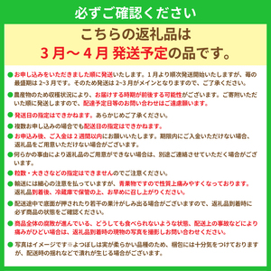 いちご よつぼし 1kg | 【1月発送】  