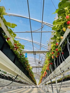 【 冷凍 いちご 】 訳あり ｜  冷凍いちご 1.5kg