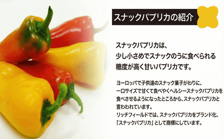 パプリカ 2～3種 セット 【パプリカ】