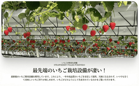 いちご狩り 体験チケット 【体験】