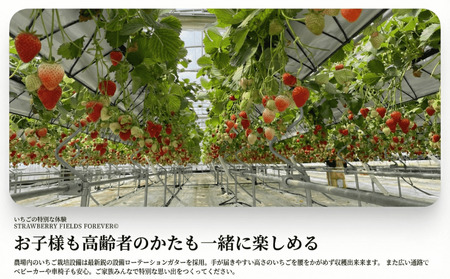 いちご狩り 体験チケット 【体験】