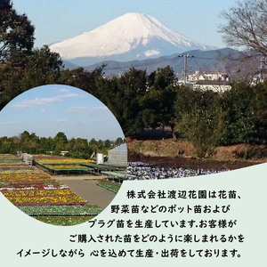 ビオラ おまかせ 48ポット 【花苗】