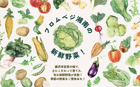 朝採れ 新鮮 野菜セット 約 5kg 農家直送