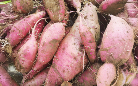 訳あり さつまいも シルクスイート 10kg 