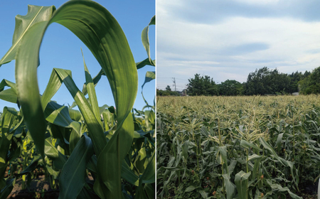 訳あり とうもろこし 計 10本 約 4 ～ 5kg