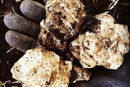 おまかせ 健康セット 【合計9品/菊芋製品入】