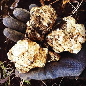 湘南ご当地青汁【湘南きくいも】きくいも青汁40包