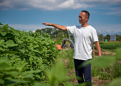湘南ご当地青汁【湘南きくいも】きくいも青汁40包