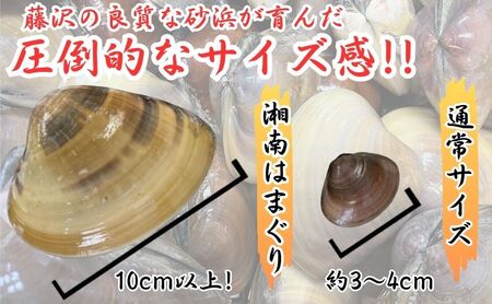 はまぐり  LLサイズ  1.4kg 貝 【湘南はまぐり 蛤 】