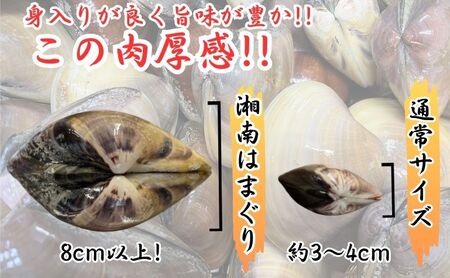 はまぐり  LLサイズ  1.4kg 貝 【湘南はまぐり 蛤 】
