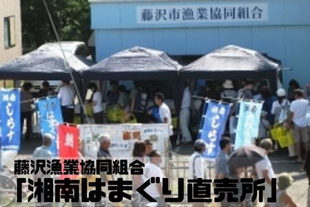 はまぐり  LLサイズ  1.4kg 貝 【湘南はまぐり 蛤 】