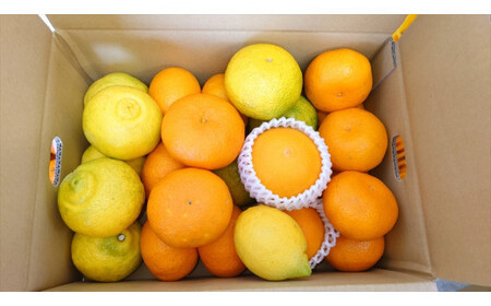 【先行予約】3月おすすめ柑橘詰め合わせ５kg箱＜出荷開始：2026年3月5日~3月25日＞【 フルーツ 神奈川県 小田原市 フルーツ】