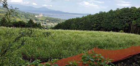 小田原・箱根唯一のそば畑から　小田原北条そば　乾麺　蕎麦生粉3割　200ｇ×20袋 【 そば 家庭用 自宅用 贈答品 贈答用 ギフト お取り寄せ 御中元 お中元 お歳暮 贈り物 SOBA 蕎麦 麺 メン めん 神奈川県 小田原市  そば】