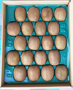 手摘み熟成キウイフルーツ〈出荷時期:2025年11月1日出荷開始～2026年6月10日出荷終了〉【手摘み熟成キウイフルーツ 丁寧に収穫 小田原のキウイフルーツ 熟成キウイフルーツ 神奈川県 小田原市 】