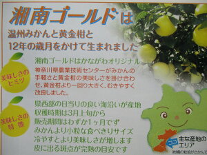 〈先行予約〉神奈川生まれの柑橘 ハウス栽培の湘南ゴールド〈出荷時期:2025年2月15日出荷開始～2025年3月10日終了予定〉