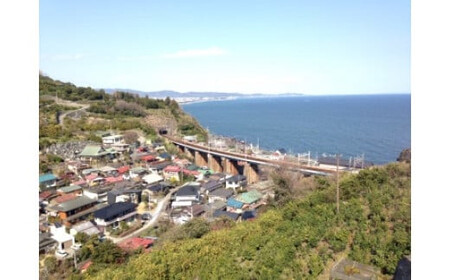 小田原の海を潜ろう！ガイド付きファンダイビング【2ビーチ】【石橋ダイビングセンター 小田原でダイビング Cカード保有者様向け 四季折々の水中景観 ファンダイビング 豊富な生物層 神奈川県 小田原市 ダイビング ダイビング ダイビング】