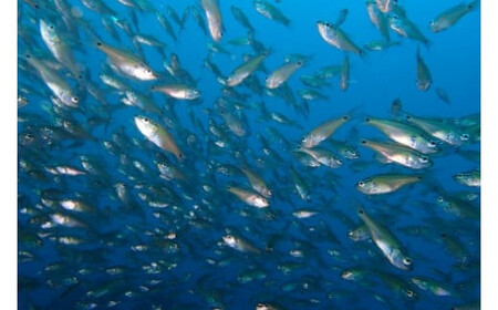 気軽に水中散歩！スノーケリング＆体験ダイビング【1回】【シュノーケリング レンタル ダイビングスクール 送迎付き スノーケリング＆体験ダイビング招待券　1名様分 小田原の海 魚 体験ダイビング 神奈川県 小田原市 シュノーケリング 】