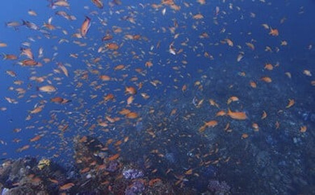 海の中をのぞいてみよう!体験ダイビング・シュノーケリング教室