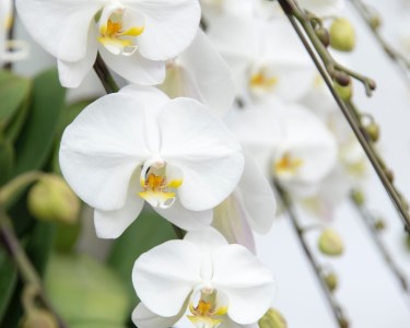 《お花の回数券シリーズ》トップフローリスト厳選の胡蝶蘭３本立ちの回数券×５枚