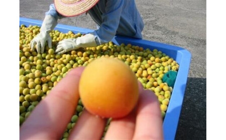 しそ梅干し　袋入り