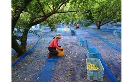 しそ梅干し　袋入り