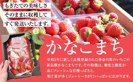 神奈川県新品種「かなこまち&さちのか」食べ比べセット 完熟イチゴ 苺 4パック入り