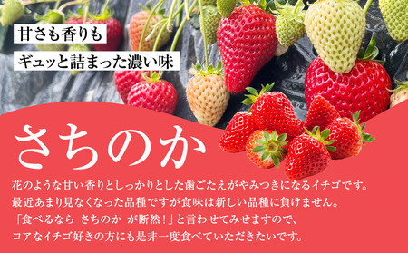 神奈川県新品種「かなこまち&さちのか」食べ比べセット 完熟イチゴ 苺 4パック入り