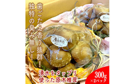 小田原の里山で湧水を贅沢に使って育てた原木生椎茸(300g×2パック)【野菜 きのこ キノコ 茸 シイタケ しいたけ 贈答用 ご家庭で 原木栽培 おすそ分け 神奈川県 小田原市 シイタケ】