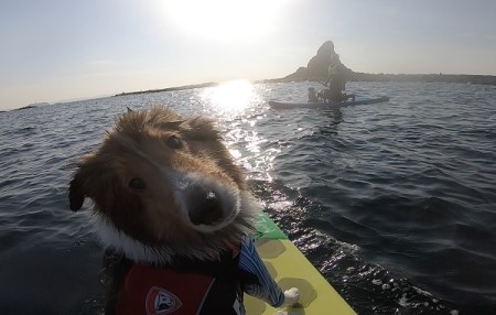 (5)海洋散骨セレモニー券(大切なご家族(ペット)とのお別れセレモニー) 海へ散骨