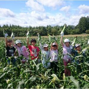 先行受付【十勝ガールズ農場】訳あり 直送 朝もぎつぶつぶ「あま～いゴールドとうもろこし」25本_野菜 とうもろこし  トウモロコシ_【配送不可地域：離島】【1462031】