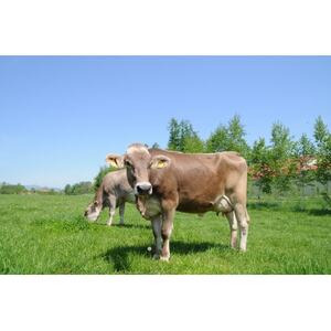 十勝ザッハトルテアイス 90ml×11個_菓子・スイーツ アイス・ジェラート _【配送不可地域:離島】【1469793】