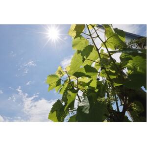 あいざわ農園　山幸ぶどうジュース_飲料・ドリンク  果汁飲料 _【配送不可地域：離島】【1459097】