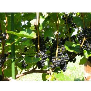 あいざわ農園　山幸ぶどうジュース_飲料・ドリンク  果汁飲料 _【配送不可地域：離島】【1459097】