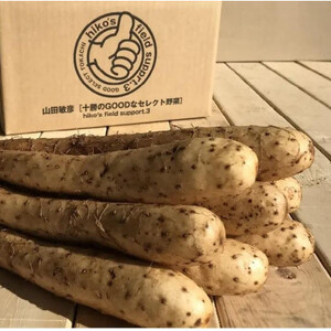 北海道十勝帯広産 ながいも 10kg_野菜  いも イモ 芋_【配送不可地域：離島】【1497185】