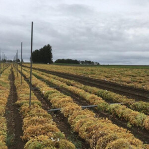 北海道十勝帯広産 ながいも 10kg_野菜  いも イモ 芋_【配送不可地域：離島】【1497185】