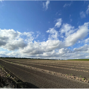 北海道十勝帯広産 ながいも 10kg_野菜  いも イモ 芋_【配送不可地域：離島】【1497185】