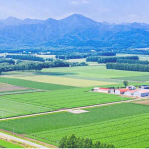 【令和7年産新米予約】北海道産 ゆめぴりか 無洗米 5kg_ 無洗米 米 こめ コメ   ゆめぴりか 米 _【1564295】