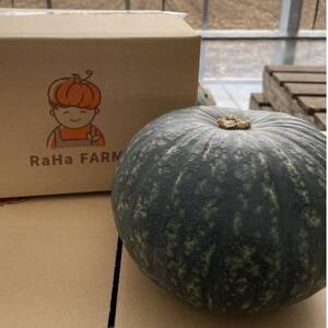 北海道帯広市産　かぼちゃ「きみまろん」10kg　糖度15～19_野菜 かぼちゃ  カボチャ 南瓜_【1548011】