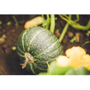 北海道帯広市産　かぼちゃ「きみまろん」10kg　糖度15～19_野菜 かぼちゃ  カボチャ 南瓜_【1548011】