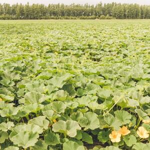 北海道帯広市産　かぼちゃ「きみまろん」10kg　糖度15～19_野菜 かぼちゃ  カボチャ 南瓜_【1548011】