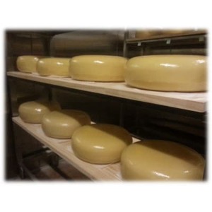 ゴールデンジャージー　長期熟成ストロングゴーダ　500g【配送不可地域：離島】【1601122】