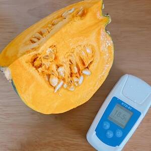 北海道帯広市産　かぼちゃ「きみまろん」5kg　糖度15～19度【1608373】