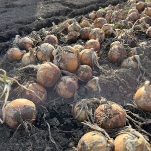 【訳あり】北海道 十勝 帯広産 玉ねぎ 20kg【配送不可地域：離島】【1677195】