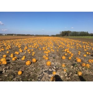 ペポカボチャの種(焙煎) 6袋入り_惣菜・加工品 _【1220367】