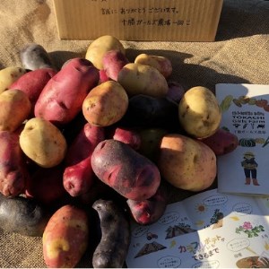 【十勝ガールズ農場】直送!新じゃが「カラフルポテト(彩りじゃがいも)」いろいろ試せる「7種」5kg!_野菜 じゃがいも いも ジャガイモ 馬鈴薯_【配送不可地域：離島】【1146704】