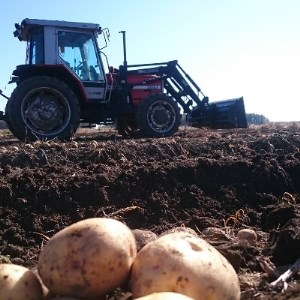 【十勝ガールズ農場】直送!新じゃが「カラフルポテト(彩りじゃがいも)」いろいろ試せる「7種」5kg!_野菜 じゃがいも いも ジャガイモ 馬鈴薯_【配送不可地域：離島】【1146704】