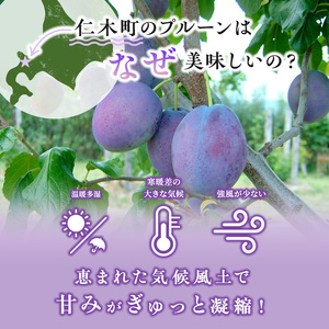 [先行受付] 北海道仁木町産 プルーン 800g ( サンプルーン ) 厳選品 果物 フルーツ 国産 高糖度 ほどよい酸味 北海道産プルーン 国産プルーン [松山商店]