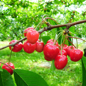 北海道仁木町 寄附のみの応援受付 1,000,000円コース（返礼品なし 寄附のみ100万円） 寄付 支援 応援 北海道 仁木町 [仁木町役場]